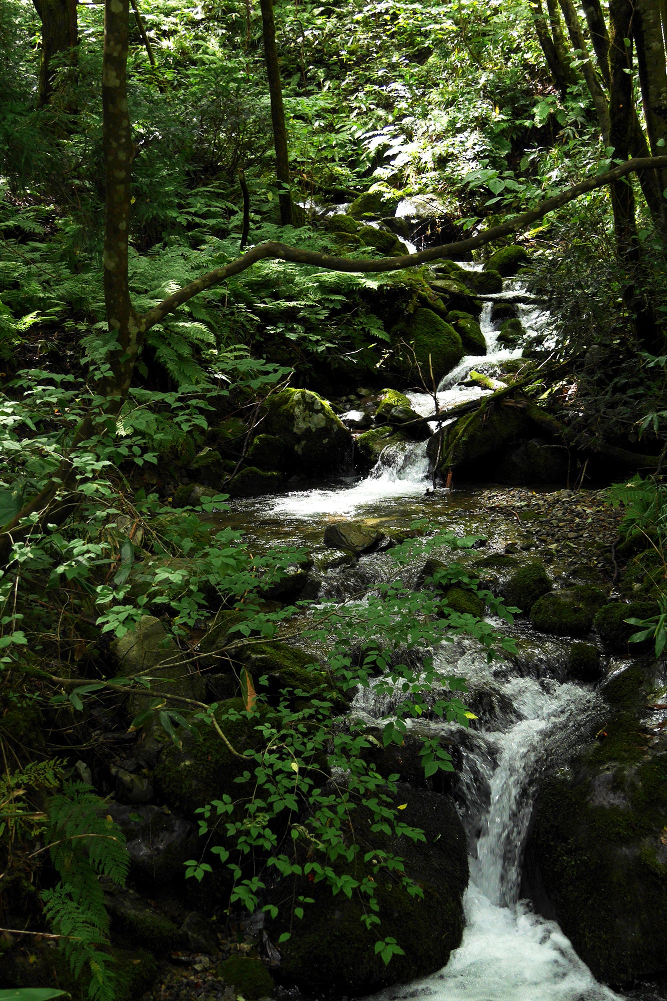 吾妻山から流れるきれいな水から作られているお米です。